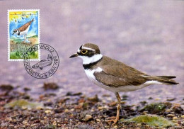 Liechtenstein - MK -  Little Ringed Plover                          - Maximumkarten (MC)