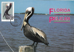 USA - Maximum Card 2003 :     Brown Pelican  -  Pelecanus Occidentalis - Pelicans