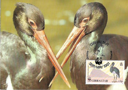 Gibraltar - Maximum Card 1991 :    Black Stork  -  Ciconia Nigra - Storchenvögel