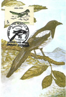 Rumania - Maximum Card 1993 :   Eurasian Magpie  -  Pica Pica - Sperlingsvögel & Singvögel