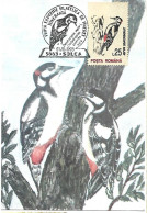 Rumania - Maximum Card 1993 :   Great Spotted Woodpecker -   Dendrocopos Major - Specht- & Bartvögel