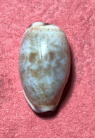 Cypraea- Purpuradusta Fimbriata Durbanensis ( Schilder & Schilder, 1938)- Pemba, Mozambique. - Muscheln & Schnecken