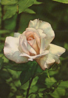 FIORI Vintage Cartolina CPSM #PAS346.A - Flowers