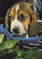 DOG Animals Vintage Postcard CPSM #PAN557.A - Perros