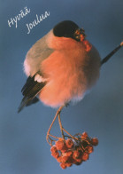 VOGEL Tier Vintage Ansichtskarte Postkarte CPSM #PAN381.A - Vögel
