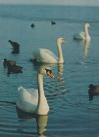 UCCELLO Animale Vintage Cartolina CPSM #PAN329.A - Vögel