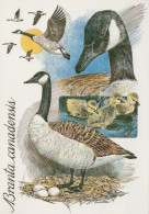 VOGEL Tier Vintage Ansichtskarte Postkarte CPSM #PAN101.A - Vögel