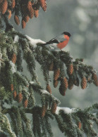 BIRD Animals Vintage Postcard CPSM #PAN037.A - Vögel