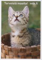 GATTO KITTY Animale Vintage Cartolina CPSM Unposted #PAM578.A - Katzen