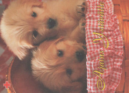 CANE Animale Vintage Cartolina CPSM #PBQ455.A - Hunde