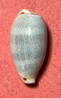 Cypraea-Eclogavena Quadrimaculata ( Gray , 1824)- Handoyan Island, Jetafe, Bohol, Philippines. - Schelpen