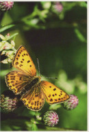 PAPILLONS Animaux Vintage Carte Postale CPSM #PBS468.A - Butterflies