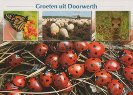 INSEKTEN Tier Vintage Ansichtskarte Postkarte CPSM #PBS494.A - Insectes