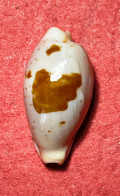 Cypraea-Palmadusta Saulae ( Gaskoin , 1843)- Barangan, Samar Est, Philippines. Alive Taken By Scuba Diver - Seashells & Snail-shells