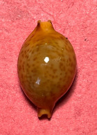 Cypraea-Pustularia Globulus Sphaeridium ( Schilder & Schilder, 1938)- Palawan, Balabac Is, Philippines. - Muscheln & Schnecken