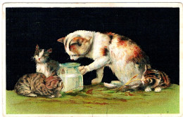 3 Chats  - Cats -katzen - Poesjes Met Melkpotje - Katzen