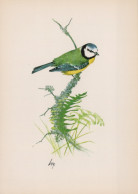 UCCELLO Animale Vintage Cartolina CPSM #PAN225.IT - Vögel