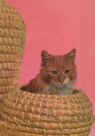 GATTO KITTY Animale Vintage Cartolina CPSM #PAM101.IT - Cats