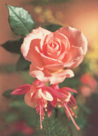 FLOWERS Vintage Ansichtskarte Postkarte CPSM #PAS260.DE - Blumen