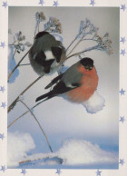 VOGEL Tier Vintage Ansichtskarte Postkarte CPSM #PAM663.DE - Vögel