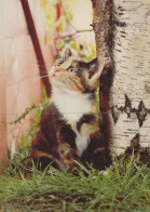 KATZE MIEZEKATZE Tier Vintage Ansichtskarte Postkarte CPSM #PAM159.DE - Cats