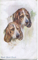 DOGS - ROUGH BASSET HOUNDS - Chiens