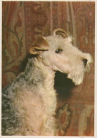 PERRO Animales Vintage Tarjeta Postal CPSM #PAN934.ES - Dogs