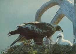 VOGEL Tier Vintage Ansichtskarte Postkarte CPSM #PBR476.DE - Vögel