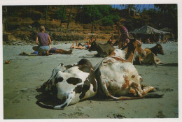 KUH Tier Vintage Ansichtskarte Postkarte CPSM #PBR792.DE - Cows