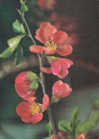 FLEURS Vintage Carte Postale CPSM #PAR299.FR - Flowers