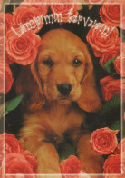 CHIEN Animaux Vintage Carte Postale CPSM #PAN602.FR - Hunde