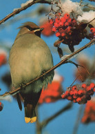 OISEAU Animaux Vintage Carte Postale CPSM #PAN160.FR - Vogels