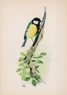 OISEAU Animaux Vintage Carte Postale CPSM #PAN223.FR - Birds