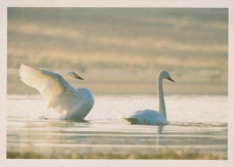 OISEAU Animaux Vintage Carte Postale CPSM #PAN283.FR - Vogels