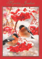 OISEAU Animaux Vintage Carte Postale CPSM #PAM976.FR - Birds