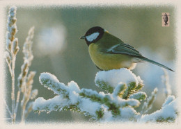 OISEAU Animaux Vintage Carte Postale CPSM #PAM729.FR - Vogels