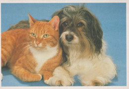 PERRO Animales Vintage Tarjeta Postal CPSM #PBQ492.ES - Hunde