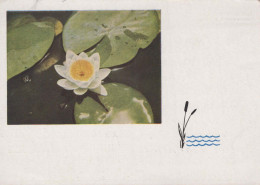 FLOWERS Vintage Postcard CPSM #PAR718.GB - Fleurs