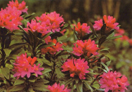 FLOWERS Vintage Postcard CPSM #PAR658.GB - Flowers