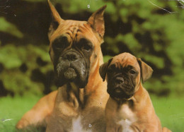 DOG Animals Vintage Postcard CPSM #PAN534.GB - Dogs