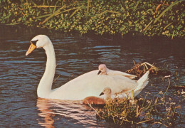 BIRD Animals Vintage Postcard CPSM #PAN281.GB - Birds