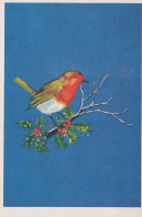 BIRD Animals Vintage Postcard CPSM #PAM662.GB - Oiseaux