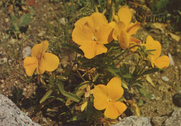 FLEURS Vintage Carte Postale CPSM #PBZ790.FR - Blumen