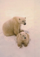 OURS Animaux Vintage Carte Postale CPSM #PBS269.FR - Orsi