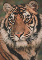 TIGER Animals Vintage Postcard CPSM #PBS078.GB - Tigres