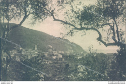 V330 Cartolina Levanto Fra Gli Olivi 1920 Strappetto Provincia Di La Spezia - La Spezia