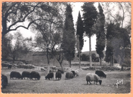 Ppgf/ CPSM - CORSE DU SUD - SANTA MARIA SICHÉ - MOUTONS AU PATURAGE - Sonstige & Ohne Zuordnung