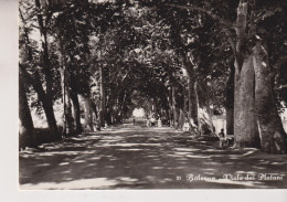 BOLSENA VITERBO  VIALE DEI PLATANI  NO VG - Viterbo