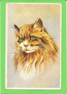 CHATS - Portrait Chat Angora - Katzen