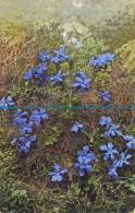 R634832 Gentiana Verna. Photochromie. N. And D. 456 - Monde